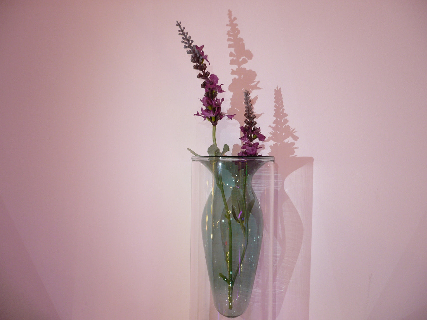 Lavanda